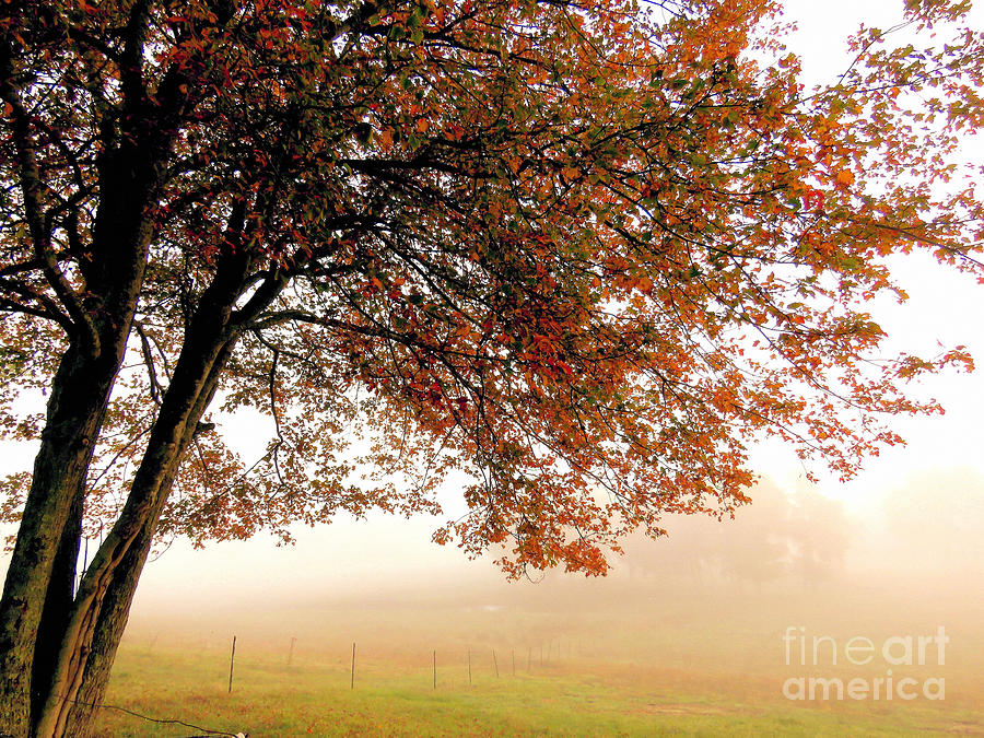 Fog on the Farm  Photograph by Janice Drew