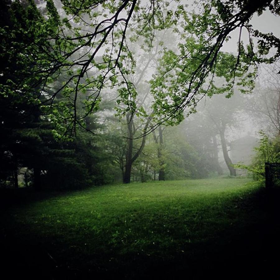 Tree Photograph - Fog On The Green by Frank J Casella