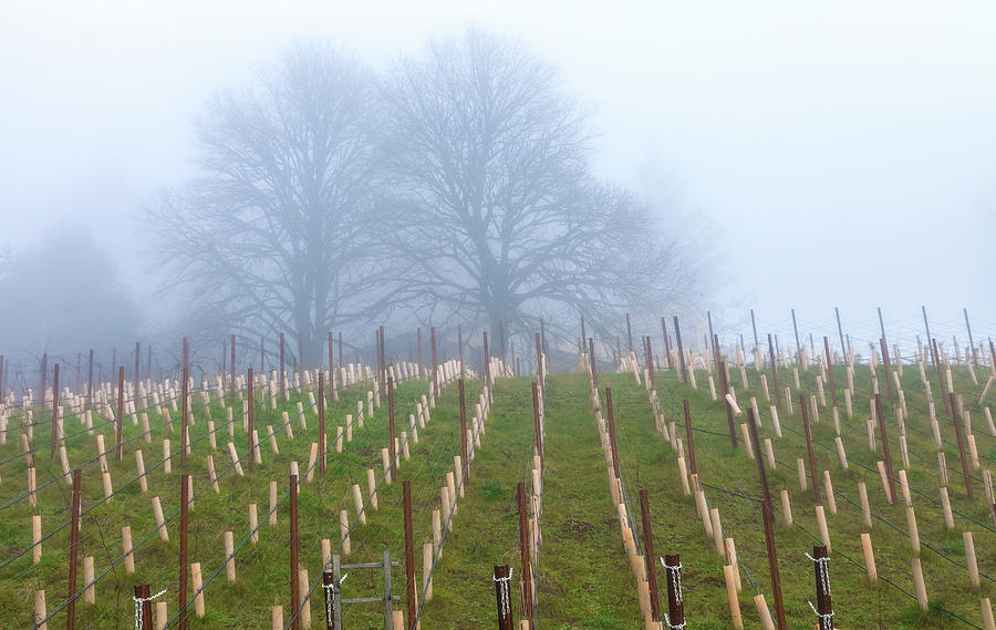 Fog Over Grapevines Photograph by Jonathan Nguyen