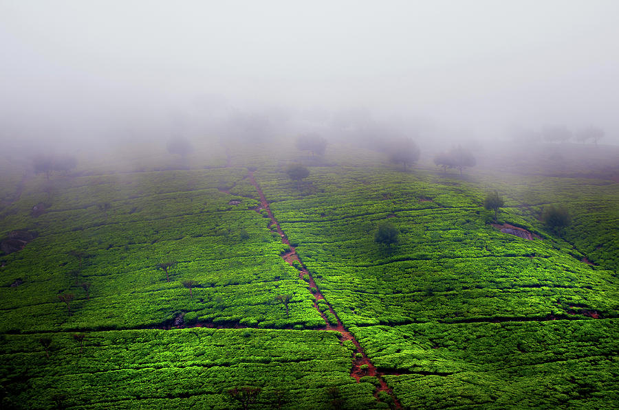 Tree Photograph - Fog over Tea Plantations. Sri Lanka by Jenny Rainbow