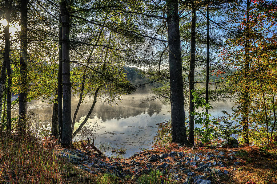 Fog over the pond Photograph by Jane Luxton