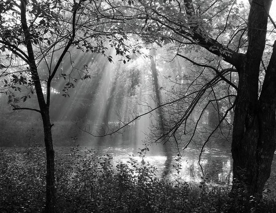 Tree Photograph - Fog Rays by Betsy Zimmerli