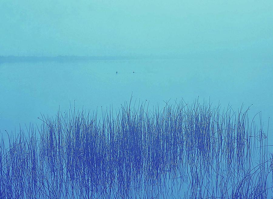 Fog Reeds Photograph by Laurie Stewart