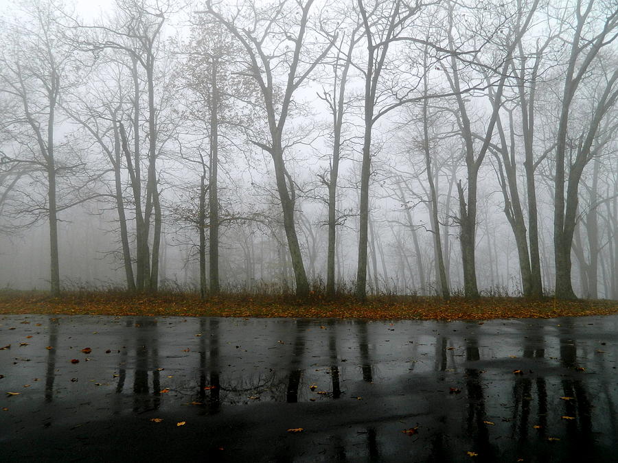 Tree Photograph - Fog Reflections by Arlane Crump