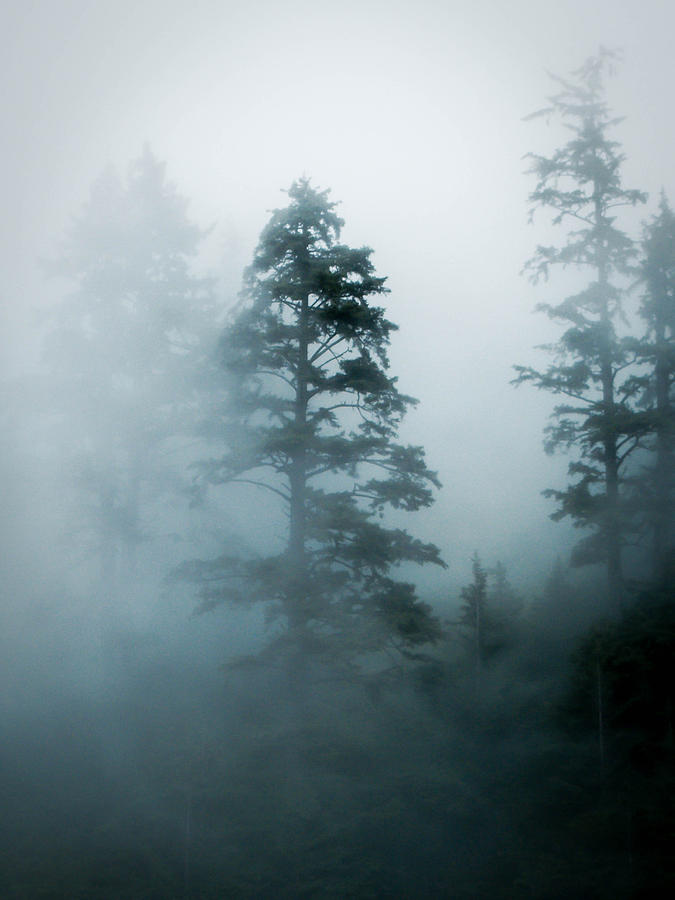 Fog Rolls In Photograph by Nicole Foran - Fine Art America