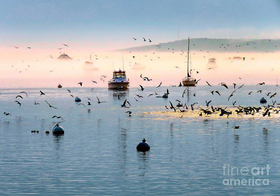 Fog, Sea, Sun and Seagulls Photograph by Janice Drew