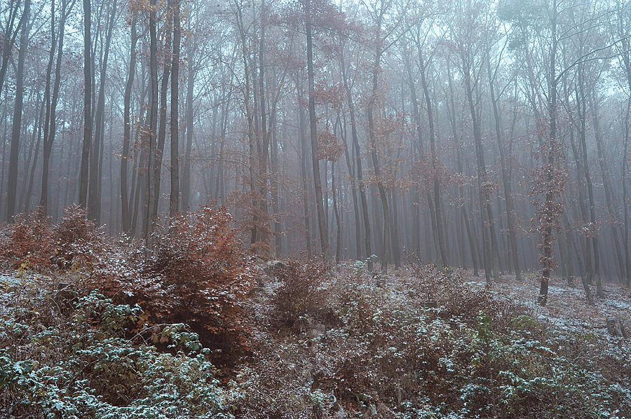 Fog. In Mysterious Woods Photograph by Jenny Rainbow