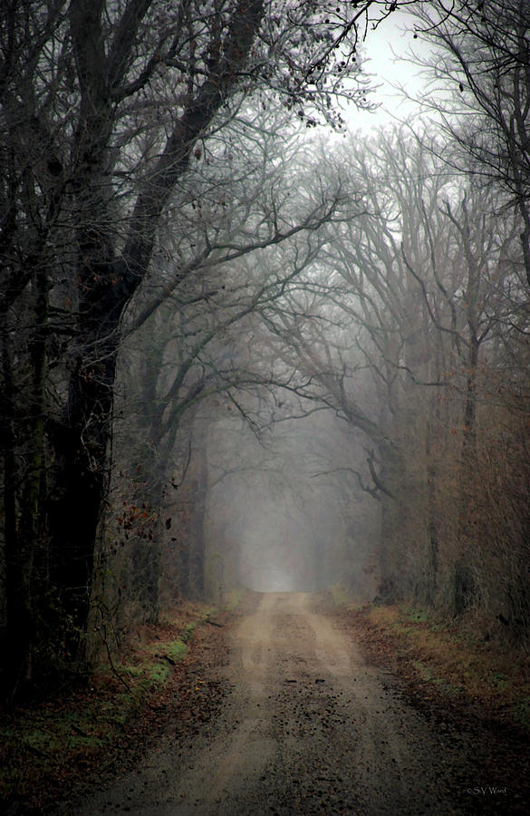 Fog Shrouded Lane  7861 DP_2 Photograph by Steven Ward