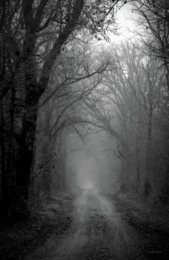 Fog Shrouded Lane B W  7861 BW_2 Photograph by Steven Ward