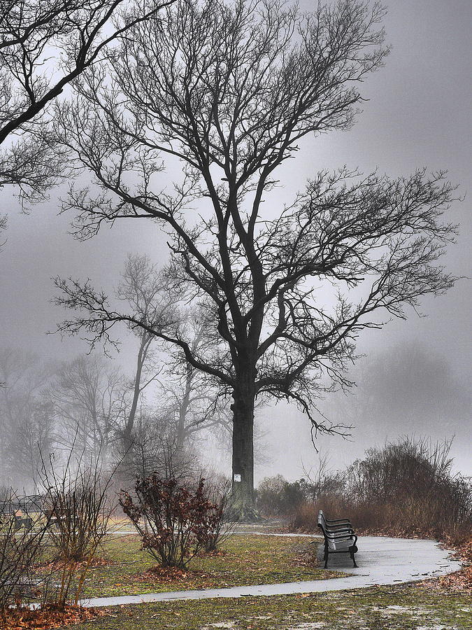 Fog Shrouded Tree Photograph by Jack Riordan