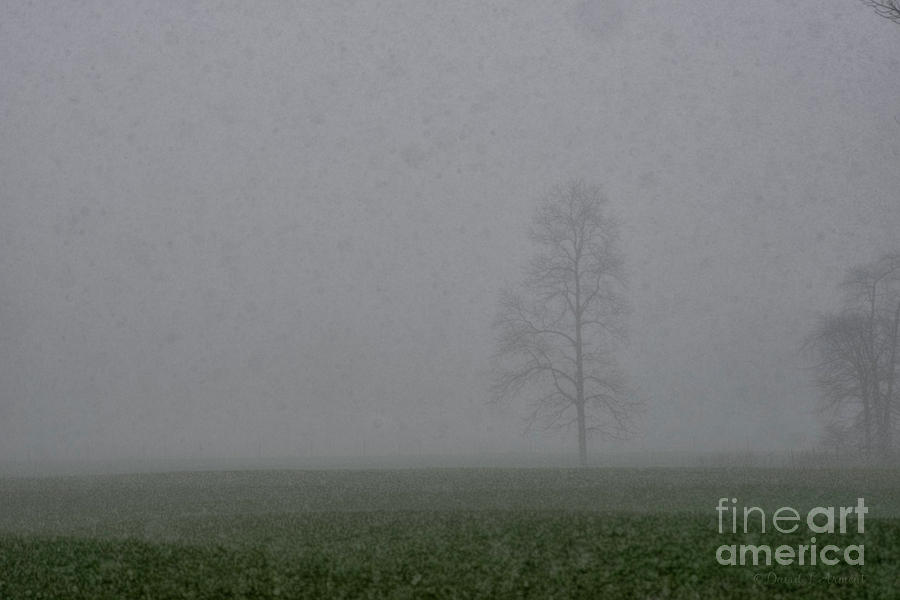 Fog Snow Tree Photograph by David Arment