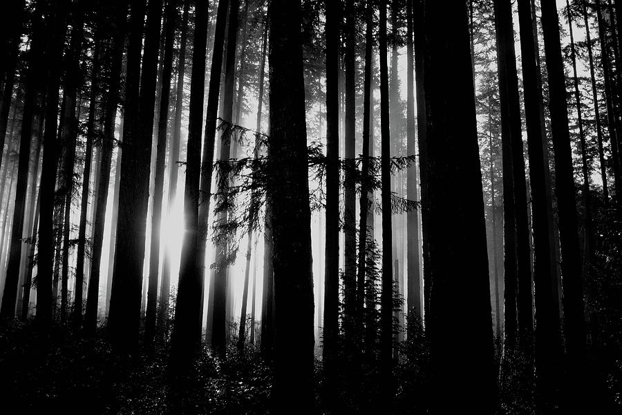 Fog Through The Trees Photograph