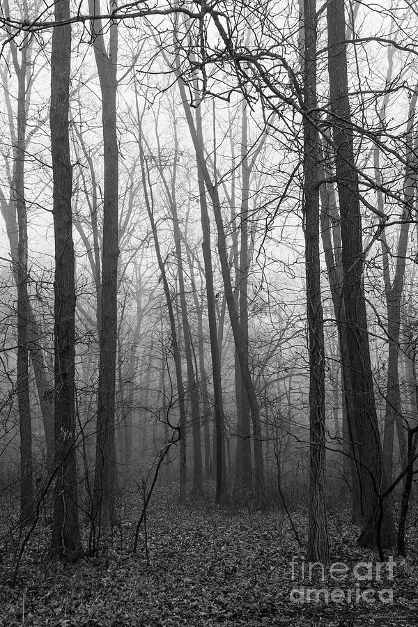 Fog Through The Woods Grayscale Photograph by Jennifer White