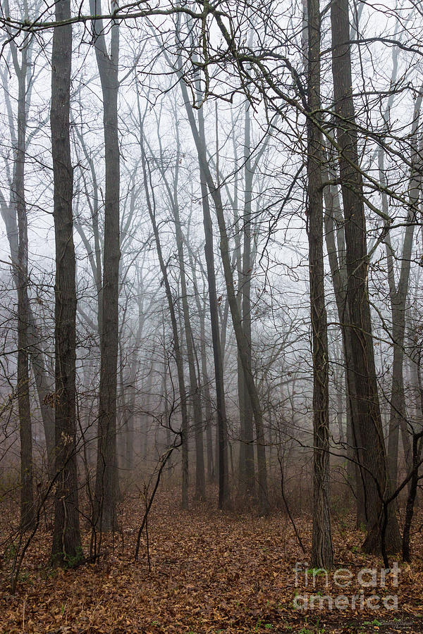 Fog Through The Woods Photograph by Jennifer White