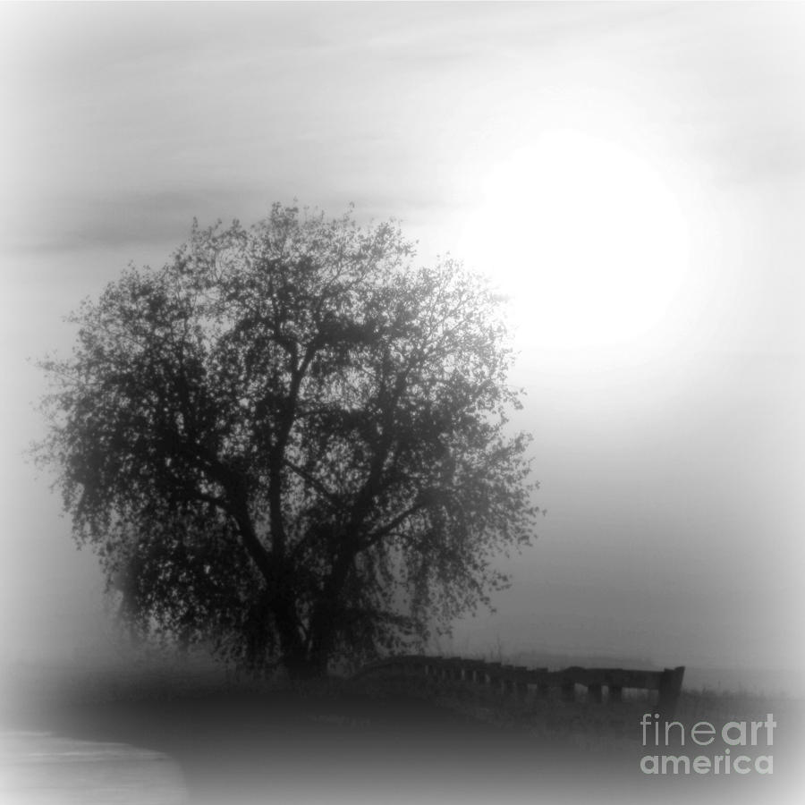 FOG TREE by Barbara Henry FOG TREE by Barbara Henry