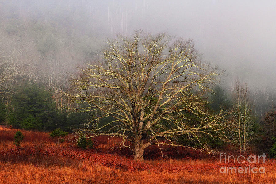 Tree Photograph - Fog Tree by Geraldine DeBoer