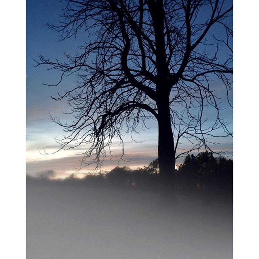Nature Photograph - Fog Wraps Around A Stark Tree by Blake Butler
