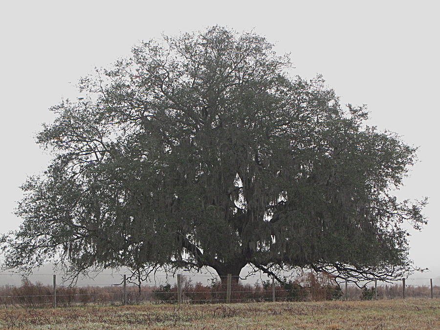 Fogged in Lone Oak Tree Photograph by Christopher Mercer