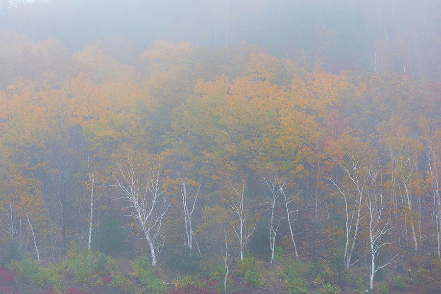 Foggy Acadia Woodlands Photograph by Dennis Kowalewski