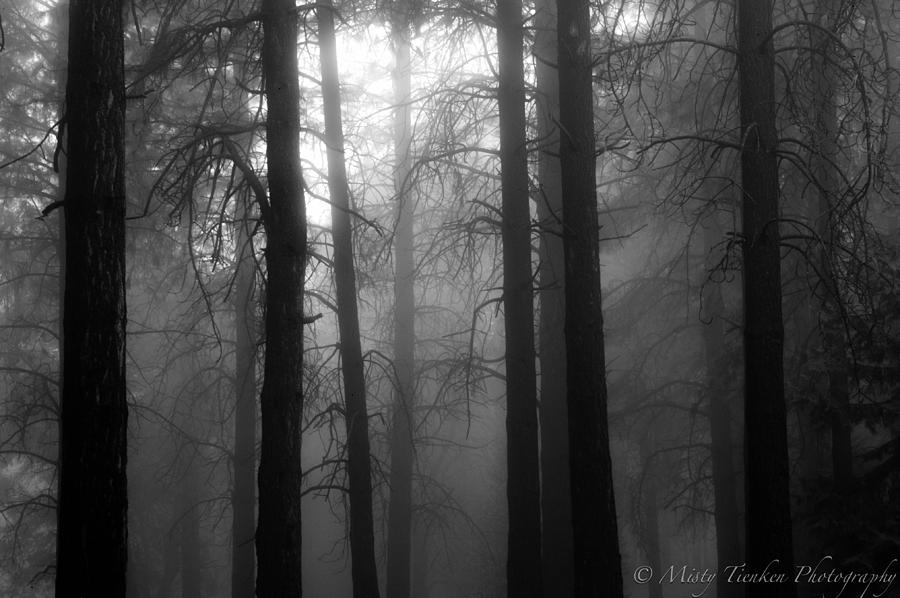 Foggy Afternoon Photograph by Misty Tienken - Fine Art America