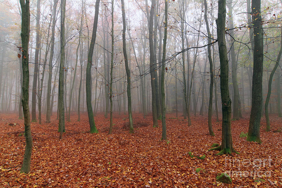 Foggy autumn beech forest Photograph by Michal Boubin