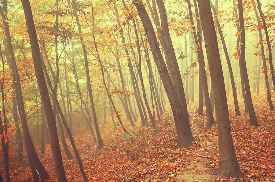 Foggy Autumn Forest Photograph by Jenny Rainbow