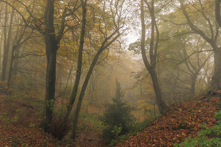 Foggy Autumn forest Leaves  Photograph by Chris Smith