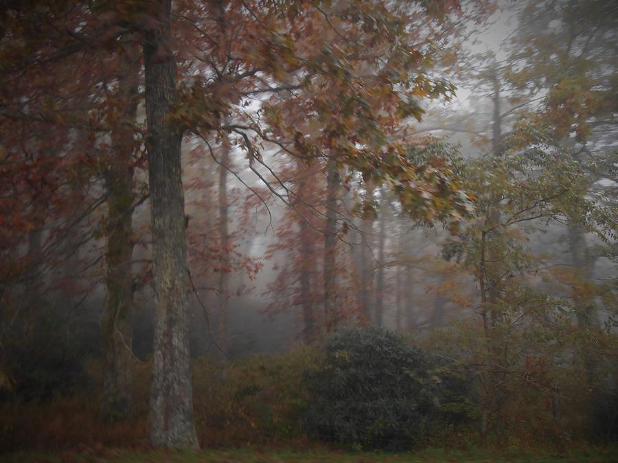 Foggy Autumn Morning Photograph by Diannah Lynch