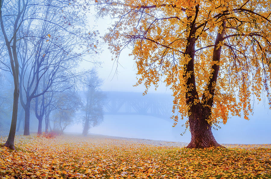 Foggy autumn morning on Vistula Photograph by Dmytro Korol