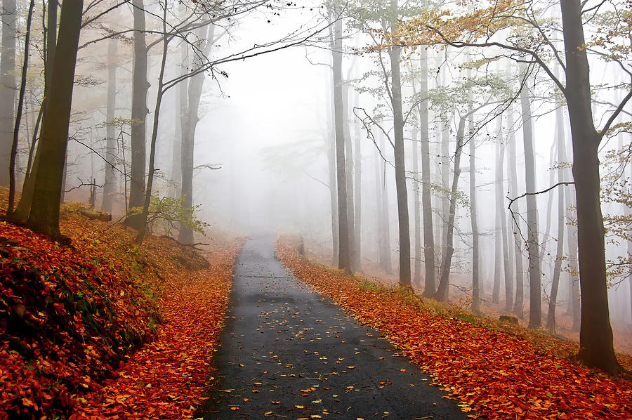 Foggy Autumn Trail Photograph by Mountain Dreams | Fine Art America