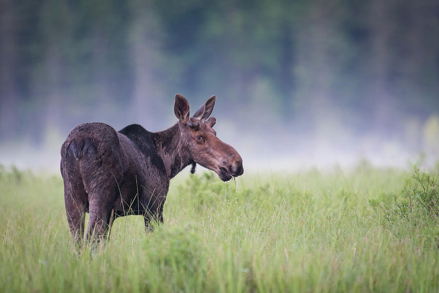 Foggy baby bull Photograph by Ian Sempowski