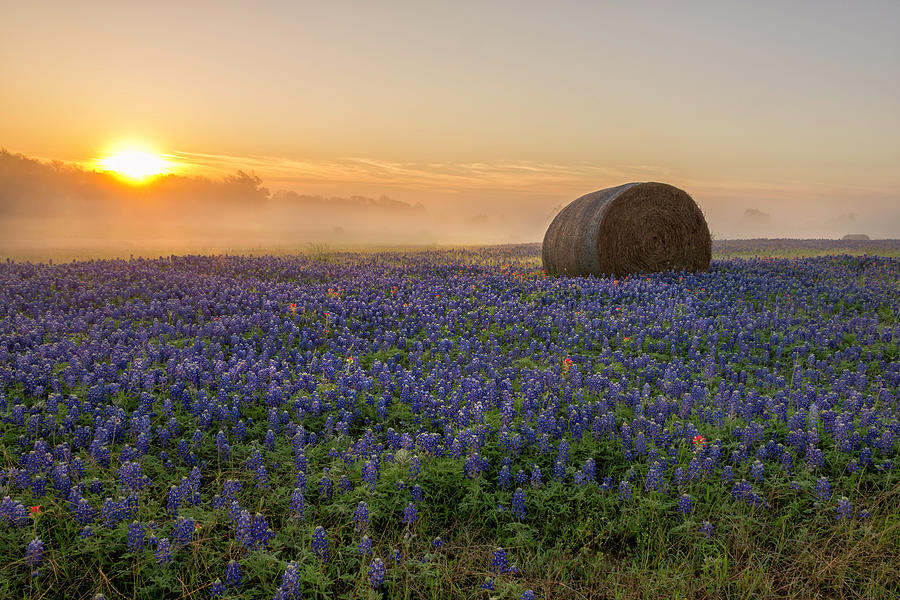 Foggy Bluebonnet Sunrise - Independence Texas Photograph by Brian Harig