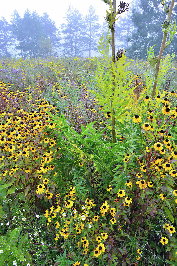 Foggy Brookdale Prairie of Wildflowers Photograph by Ray Mathis