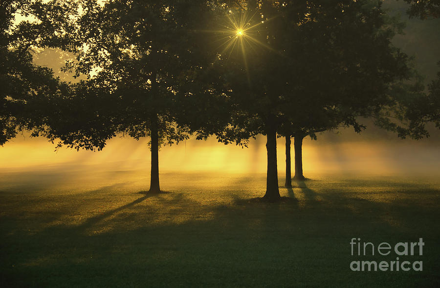 Foggy Burst of Morning Photograph by Rachel Cohen