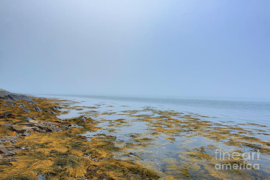 Foggy Coast of Maine Photograph by Elizabeth Dow