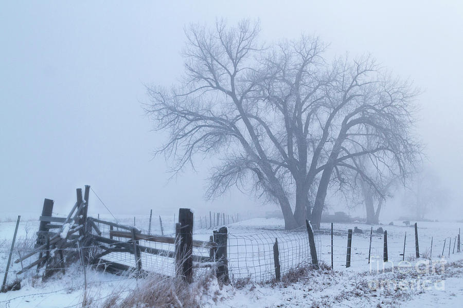 Foggy Country Morning Photograph by Ronda Kimbrow