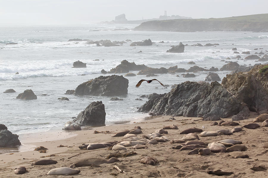 Foggy Day at Piedras Blancas Photograph by Susan Rissi Tregoning