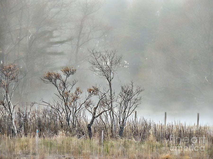 Foggy Day Bliss Photograph by Marcia Lee Jones