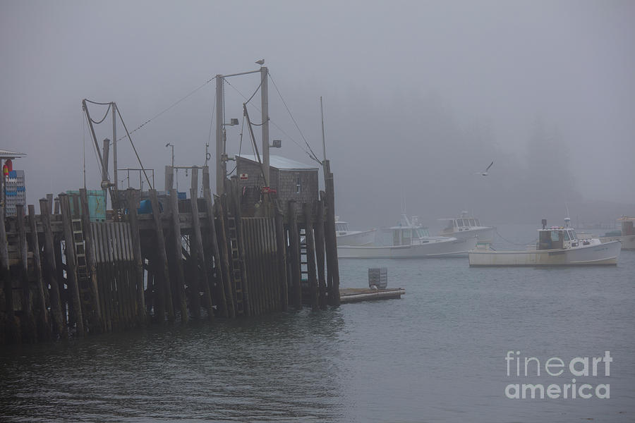 Foggy Day In Maine Photograph by Felix Lai