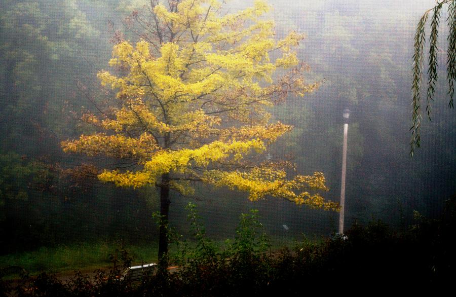 Foggy Day In September Photograph