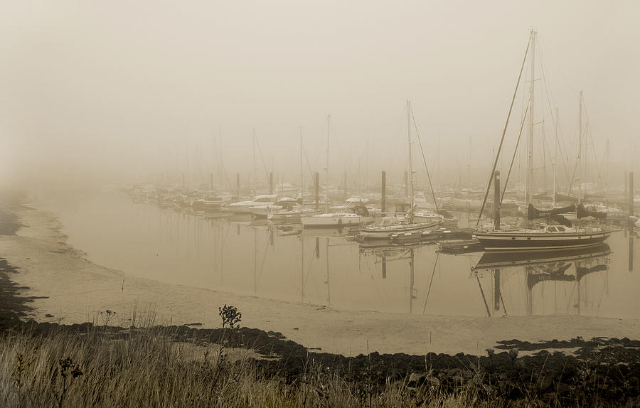 Foggy Day. Photograph by Terence Davis