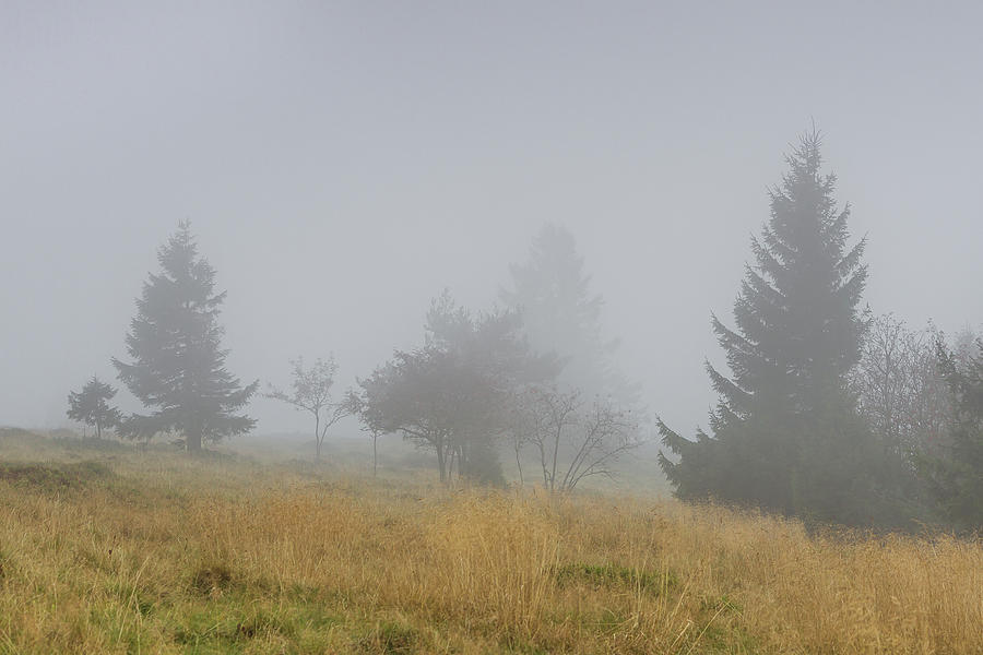 Foggy day - Vosges mountains - France Photograph by Paul MAURICE