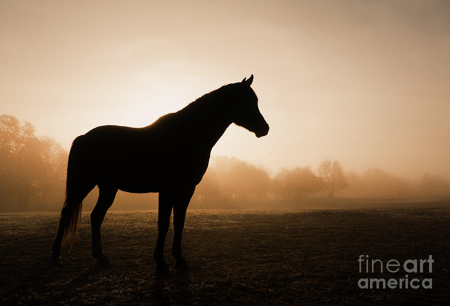 Foggy Daybreak Photograph by Sari ONeal