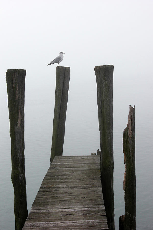 Foggy Dock with Gull 51 Photograph by Mary Bedy