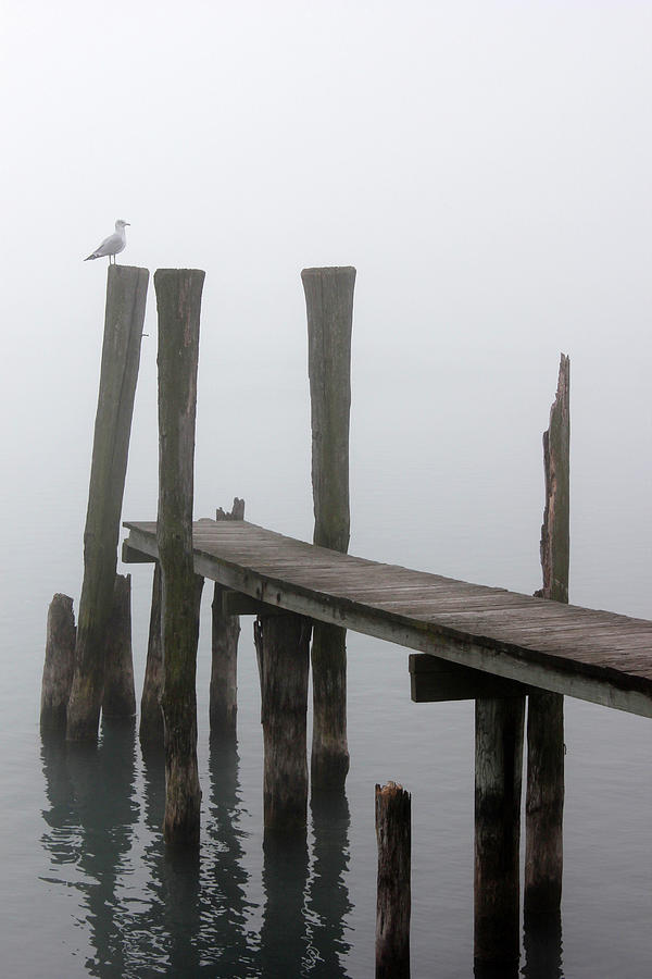 Foggy Dock with Gull 52 Photograph by Mary Bedy