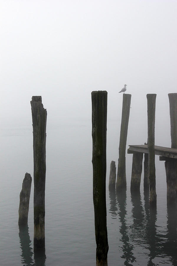 Foggy Dock with Gull 53 Photograph by Mary Bedy