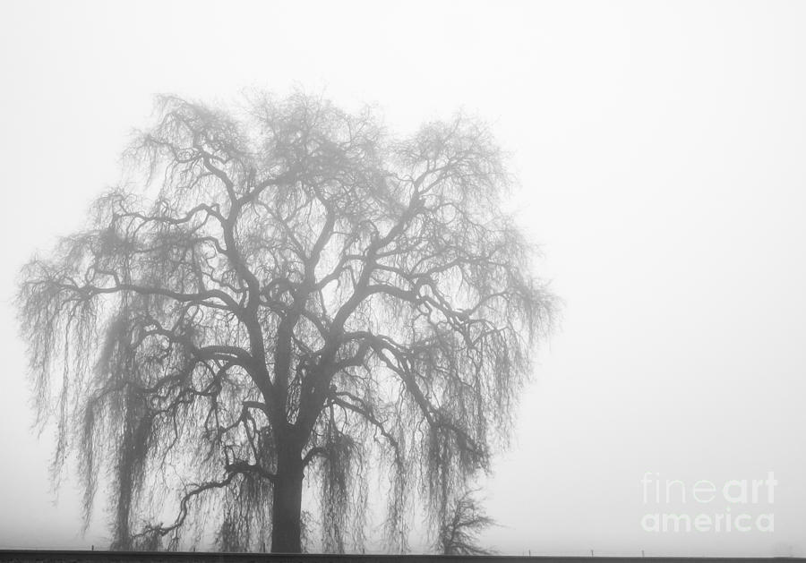 Foggy Dream Photograph by Leslie Wells