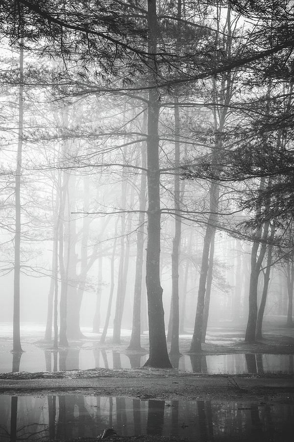 Foggy Ellacoya Photograph by Robert Clifford