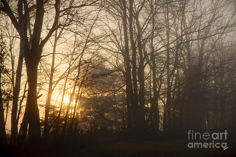 Foggy Evening Photograph by Alana Ranney