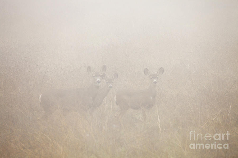 Deer Photograph - Foggy Eyes by Greg Clure Deer Photograph - Foggy Eyes by Greg Clure